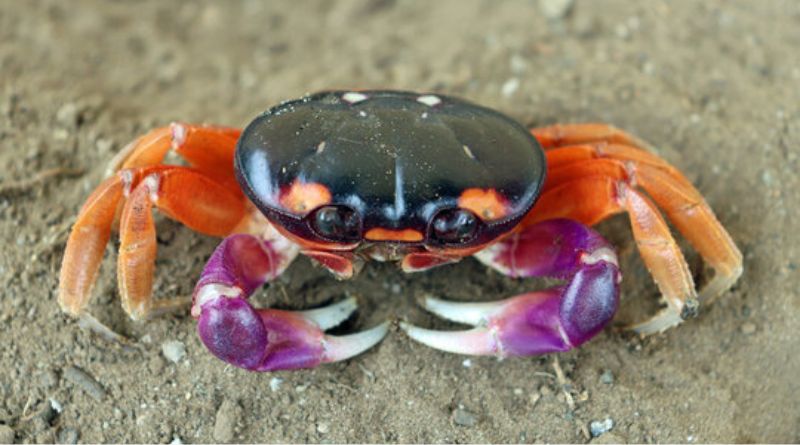 Halloween Crab: The Colorful and Fascinating Creature