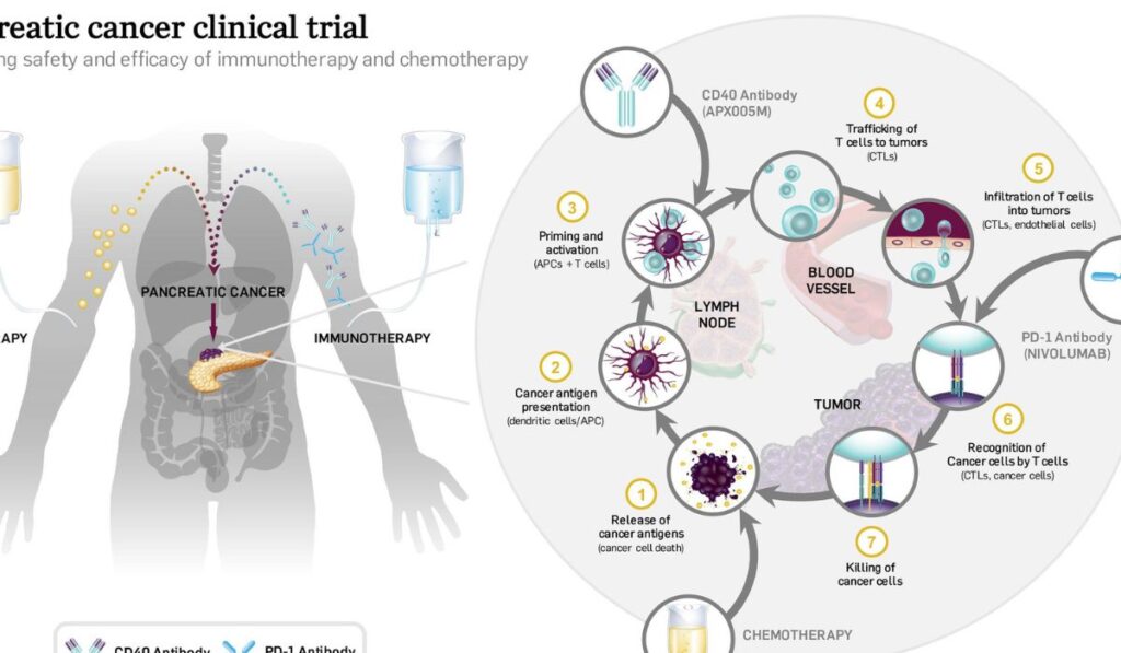 Cancer Research and the Role of Immunotherapy and mRNA